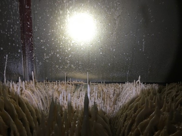 过滤前壁管（可见油漆结块）